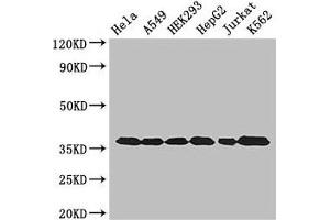 Western Blot Positive WB detected in: Hela whole cell lysate, A549 whole cell lysate, HEK293 whole cell lysate, HepG2 whole cell lysate, Jurkat whole cell lysate, K562 whole cell lysate All lanes: GAPDH antibody at 3 μg/mL Secondary Goat polyclonal to rabbit IgG at 1/50000 dilution Predicted band size: 37, 32 kDa Observed band size: 37 kDa (GAPDH anticorps  (AA 3-335))