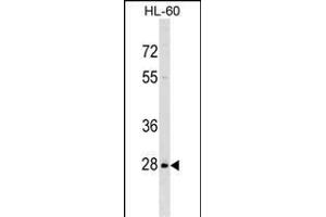 IL6 Antibody (N-term) (ABIN1539279 and ABIN2849314) western blot analysis in HL-60 cell line lysates (35 μg/lane). (PPIL6 anticorps  (N-Term))