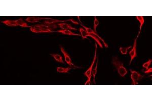 ABIN6277114 staining Hela by IF/ICC. (VEGFB anticorps  (Internal Region))