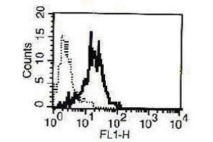 A typical staining pattern of NK-L cell line with the B-D49 monoclonal antibody