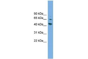 WB Suggested Anti-WIPF2 Antibody Titration: 0. (WIPF2 anticorps  (Middle Region))