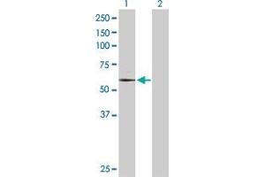 Western Blot analysis of TAF6 expression in transfected 293T cell line by TAF6 MaxPab polyclonal antibody.