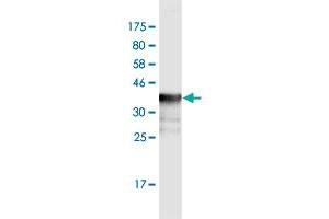 Western Blot detection against Immunogen (36.