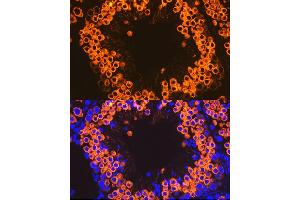Immunofluorescence analysis of mouse testis cells using Calmegin Rabbit mAb (ABIN7266025) at dilution of 1:100 (40x lens). (Calmegin anticorps)