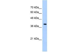 WB Suggested Anti-PEX10 Antibody Titration:  0. (PEX10 anticorps  (Middle Region))
