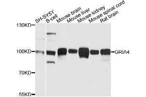 Western blot analysis of extracts of various cell lines, using GRIA4 antibody (ABIN5996297) at 1/1000 dilution. (GRIA4 anticorps)