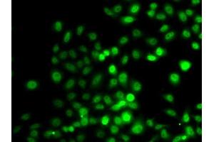 Immunofluorescence analysis of A549 cells using PRDM7 antibody. (PRDM7 anticorps  (AA 210-310))