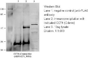 Image no. 1 for anti-Chaperonin Containing TCP1, Subunit 4 (Delta) (CCT4) (C-Term) antibody (ABIN2775695) (CCT4 anticorps  (C-Term))