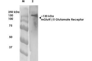 Western Blot analysis of Rat Brain Membrane showing detection of ~130 kDa mGluR5 protein using Mouse Anti-mGluR5 Monoclonal Antibody, Clone S75-33 . (Metabotropic Glutamate Receptor 5 anticorps  (AA 824-1203) (Biotin))