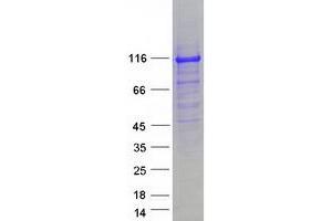 Validation with Western Blot