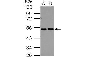 Western Blotting (WB) image for anti-Eukaryotic Translation Initiation Factor 2, Subunit 2 Beta, 38kDa (EIF2S2) (AA 1-216) antibody (ABIN1497973) (EIF2S2 anticorps  (AA 1-216))