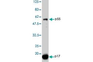 Detection of HIV-1 p17 and its p55 precursor proteins by Western blotting using the HIV-1 Gag p17 polyclonal antibody  . (HIV-1 p17 anticorps)