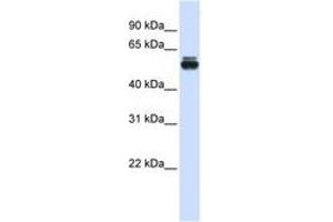 Image no. 1 for anti-Tripartite Motif Containing 35 (TRIM35) (AA 151-200) antibody (ABIN6740643) (TRIM35 anticorps  (AA 151-200))