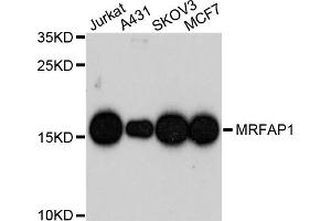 Western blot analysis of extracts of various cell lines, using MRFAP1 antibody. (MRFAP1 anticorps)