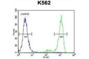 Flow cytometric analysis of K562 cells using ESSPL Antibody  (right histogram) compared to a negative control cell (left histogram). (ESSPL anticorps  (Middle Region))