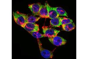 Immunofluorescence analysis of HepG2 cells using LPA mouse mAb (green). (LPA anticorps  (AA 4330-4521))