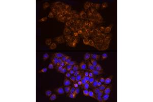 Immunofluorescence analysis of HeLa cells using [KO Validated]  Rabbit mAb (ABIN7265466) at dilution of 1:25 (40x lens). (Adenylate Kinase 2 anticorps)