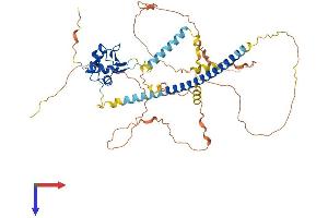 AlphaFold protein structure predicition of Mouse Recombinant Hsf1 Protein, UniprotID P38532