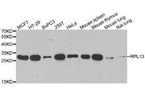 Western blot analysis of extracts of various cell lines, using RPL13 antibody. (RPL13 anticorps  (AA 1-211))