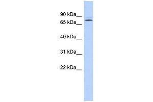 KLHL14 antibody used at 0.