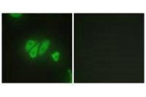 Immunofluorescence analysis of HepG2 cells, using PDZD2 antibody. (PDZD2 anticorps)