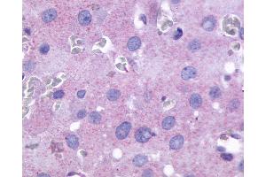 Anti-PTGFR antibody IHC of human ovary. (PTGFR anticorps  (Cytoplasmic Domain))
