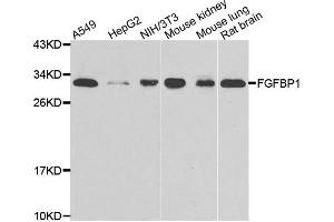 Western blot analysis of extracts of various cell lines, using FGFBP1 antibody. (FGFBP1 anticorps)