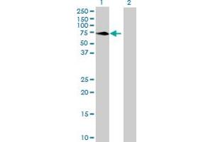 Western Blot analysis of MPP3 expression in transfected 293T cell line by MPP3 MaxPab polyclonal antibody. (MPP3 anticorps  (AA 1-585))