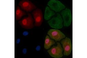 GATAD2A Mouse Monoclonal Antibody staining Hela cells by IF/ICC.