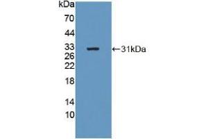 Figure. (B4GALNT2 anticorps  (AA 324-566))