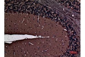 Immunohistochemistry (IHC) analysis of paraffin-embedded Rat Brain, antibody was diluted at 1:100.