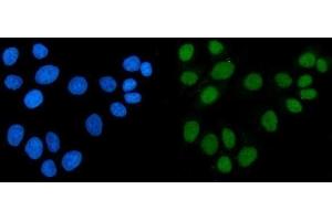 IF analysis of ACF1/BAZ1A using anti-ACF1/BAZ1A antibody (ABIN7599651). (BAZ1A anticorps  (AA 1033-1536))