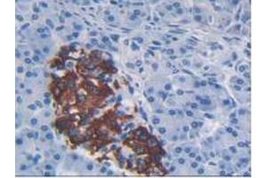 IHC-P analysis of Human Pancreas Tissue, with DAB staining. (CCL2 anticorps  (AA 24-99))