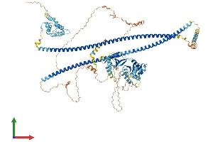 AlphaFold protein structure predicition of Human Recombinant CARD10 Protein, UniprotID Q9BWT7