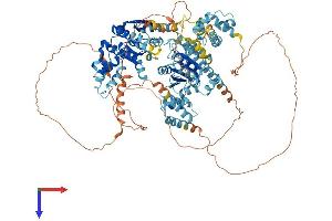 AlphaFold protein structure predicition of Mouse Recombinant Smarcad1 Protein, UniprotID Q04692