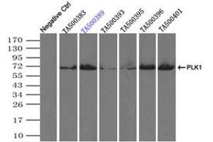 Image no. 5 for anti-Polo-Like Kinase 1 (PLK1) antibody (ABIN1500282)