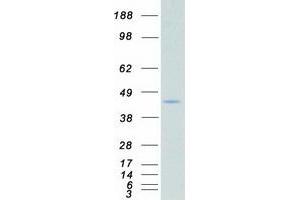Validation with Western Blot