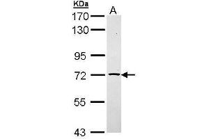 TXNDC3/NME8 anticorps  (Center)