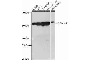 Western blot analysis of extracts of various cell lines, using β-Tubulin Rabbit mAb (ABIN7271043) at 1:1000 dilution. (TUBB anticorps)