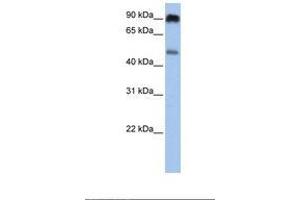 Image no. 1 for anti-Solute Carrier Family 45, Member 2 (SLC45A2) (AA 326-375) antibody (ABIN6738094)