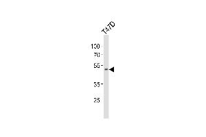 Western blot analysis of lysate from T47D cell line, using HOXA10 Antibody (Center) (ABIN654234 and ABIN2844067). (HOXA10 anticorps  (AA 244-271))