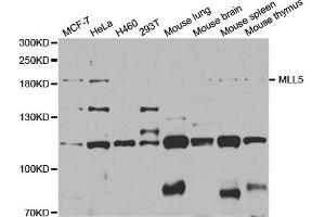 Western Blotting (WB) image for anti-Myeloid/lymphoid Or Mixed-Lineage Leukemia 5 (Trithorax Homolog) (MLL5) antibody (ABIN1877128)
