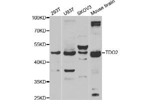 Western blot analysis of extracts of various cell lines, using TDO2 antibody (ABIN5974096) at 1/1000 dilution. (TDO2 anticorps)