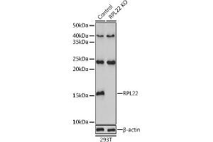 Western blot analysis of extracts from normal (control) and RPL22 knockout (KO) 293T cells, using RPL22 antibody (ABIN6128682, ABIN6147119, ABIN6147120 and ABIN6224925) at 1:3000 dilution. (RPL22 anticorps  (AA 1-122))