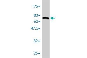 Western Blot detection against Immunogen (63.
