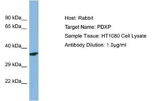 Host: Rabbit Target Name: PDXP Sample Type: HT1080 Whole Cell lysates Antibody Dilution: 1. (PDXP anticorps  (N-Term))