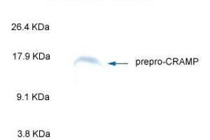 Western Blot Analysis of Prepro-CRAMP (cathelin-related antimicrobial peptide) by ANTI_CRAMP by Mouse Antibody. (Cathelicidin anticorps  (AA 140-173))