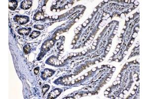 IHC testing of FFPE rat intestine tissue with CASP8 antibody at 1ug/ml. (Caspase 8 anticorps  (AA 410-449))