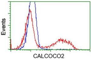 HEK293T cells transfected with either RC203843 overexpress plasmid (Red) or empty vector control plasmid (Blue) were immunostained by anti-CALCOCO2 antibody (ABIN2453988), and then analyzed by flow cytometry. (CALCOCO2 anticorps)