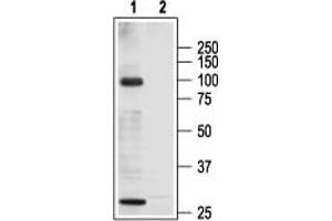 Western blot analysis of rat heart membranes: - 1. (TRPC3 anticorps  (C-Term, Intracellular))